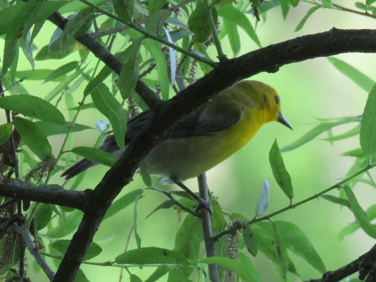 Prothonotary Warbler - ML619749509