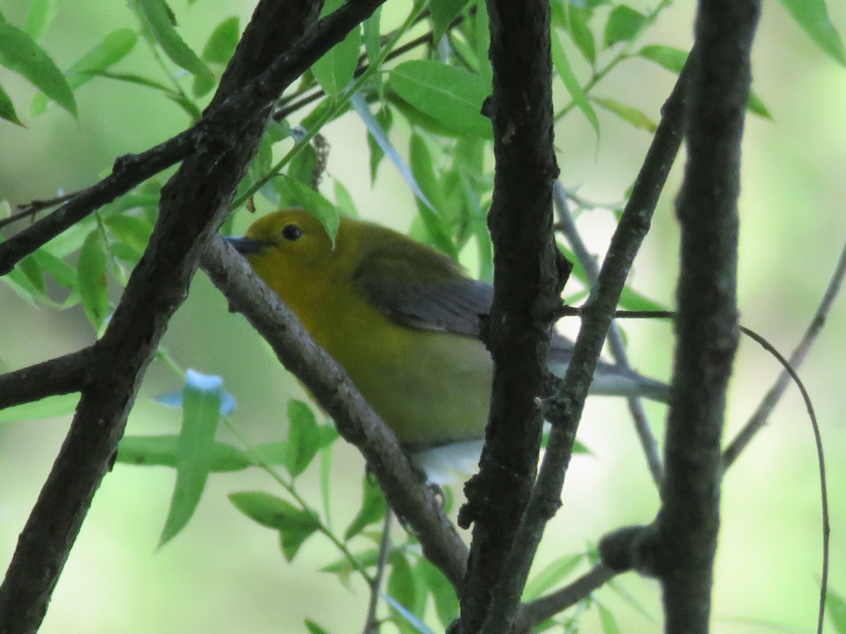 Prothonotary Warbler - ML619749511