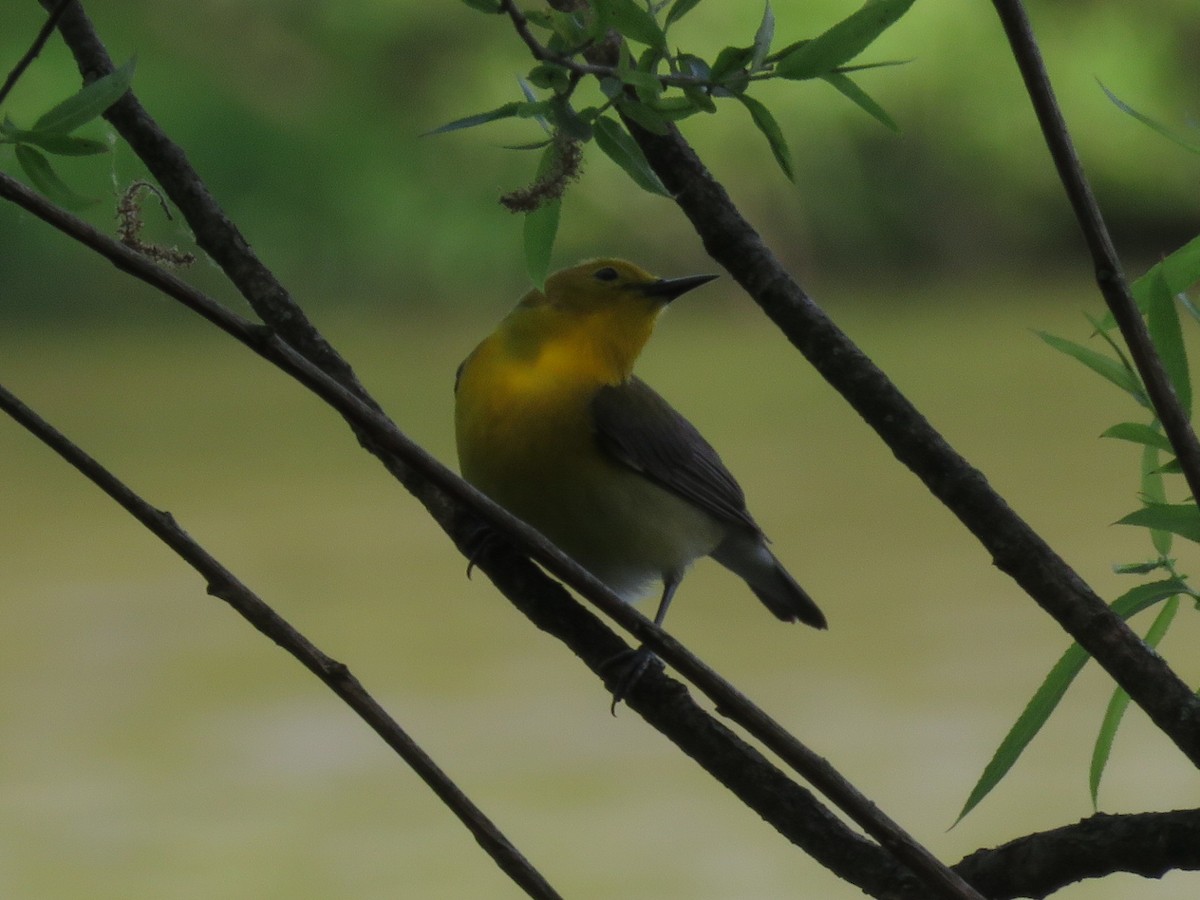 Prothonotary Warbler - ML619749512