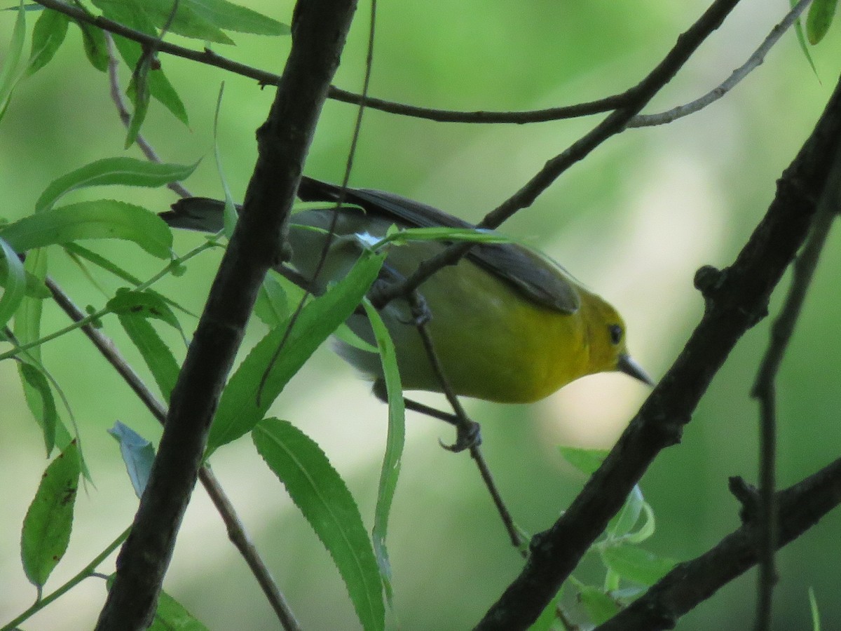 Prothonotary Warbler - ML619749513