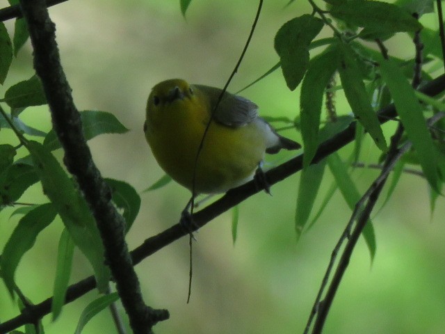 Prothonotary Warbler - ML619749514