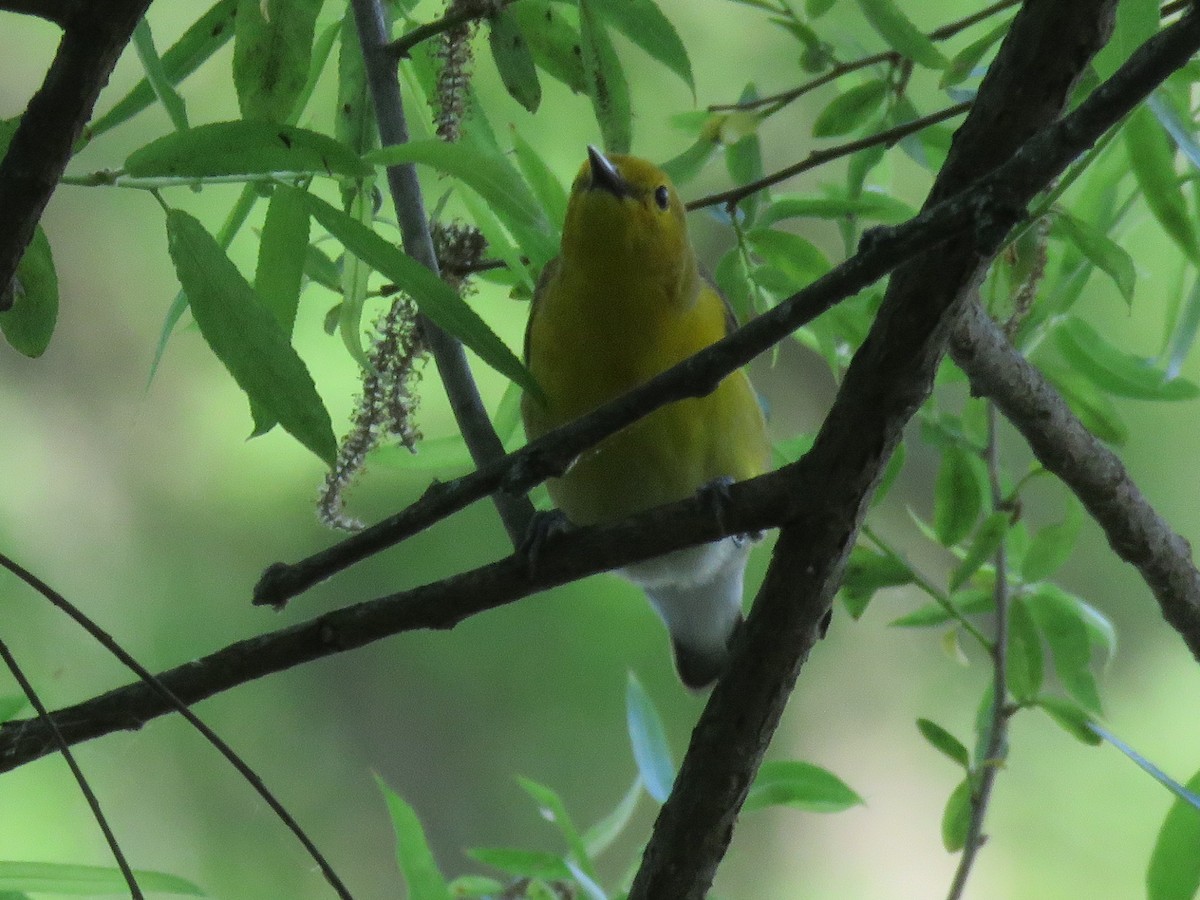 Prothonotary Warbler - ML619749516