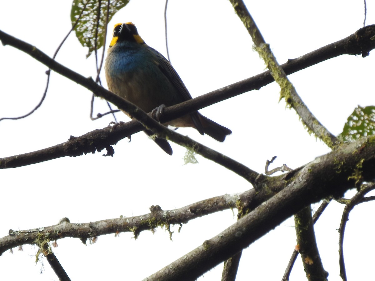 Tangara Coronigualda - ML619749554