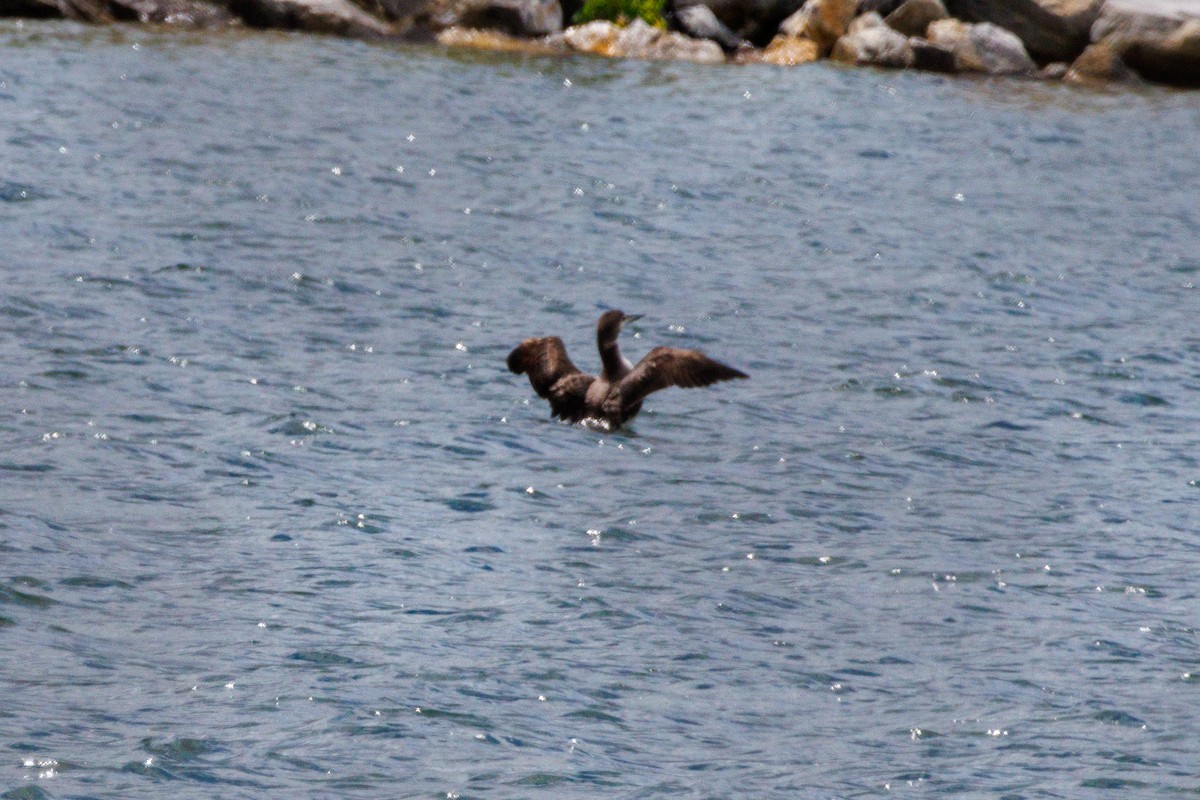 Plongeon huard - ML619749565