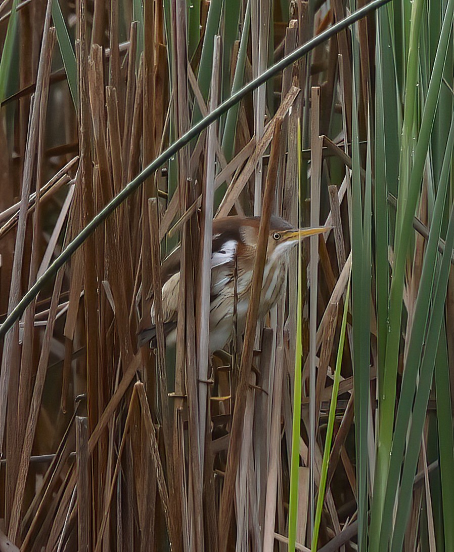 Least Bittern - Scott Sneed