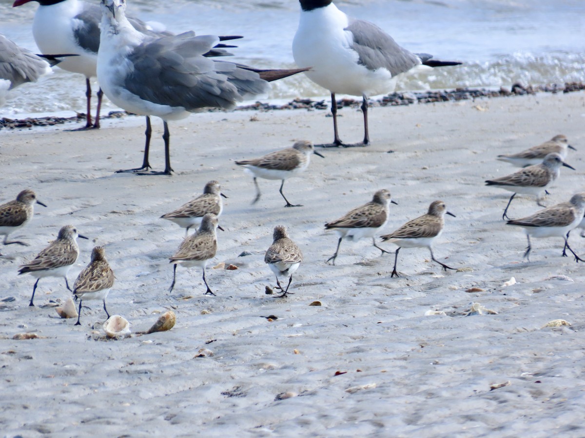 Laughing Gull - ML619749574