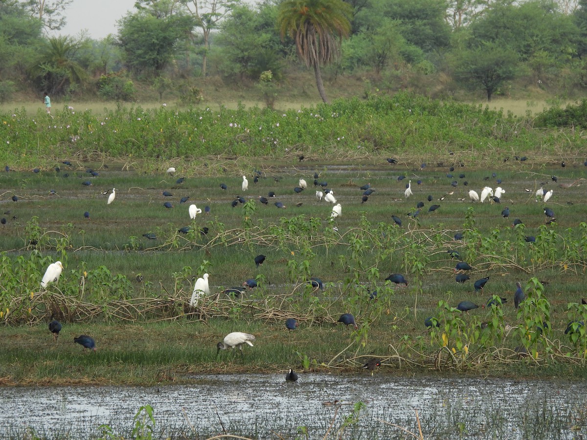 Gray-headed Swamphen - ML619749591