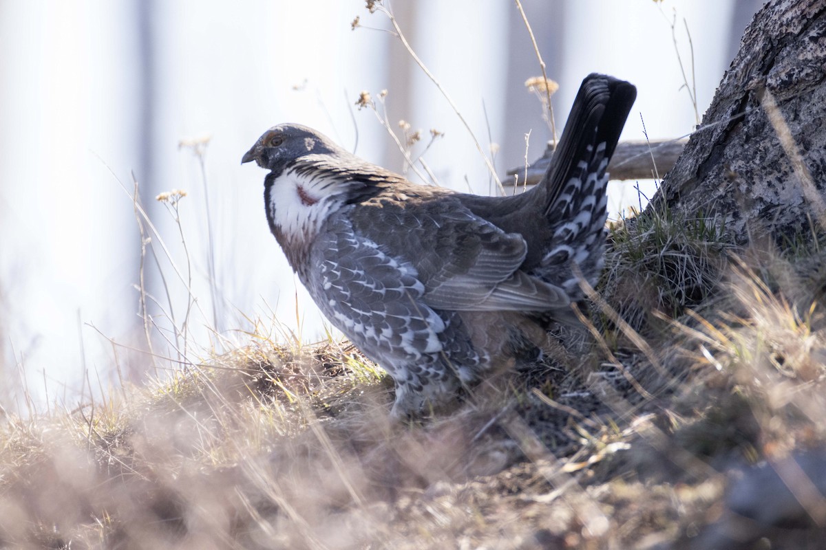 Dusky Grouse - ML619749594