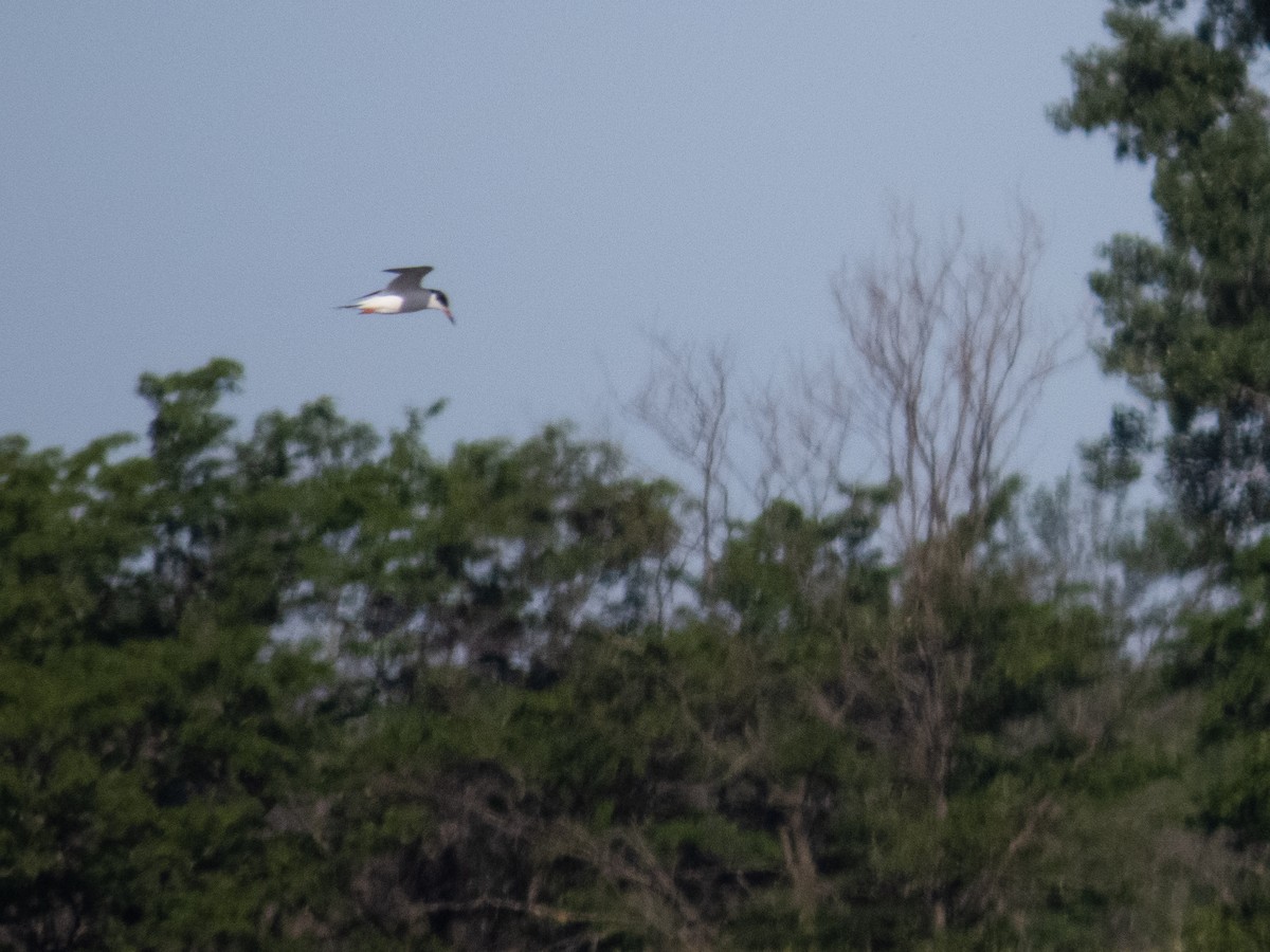 Forster's Tern - ML619749648