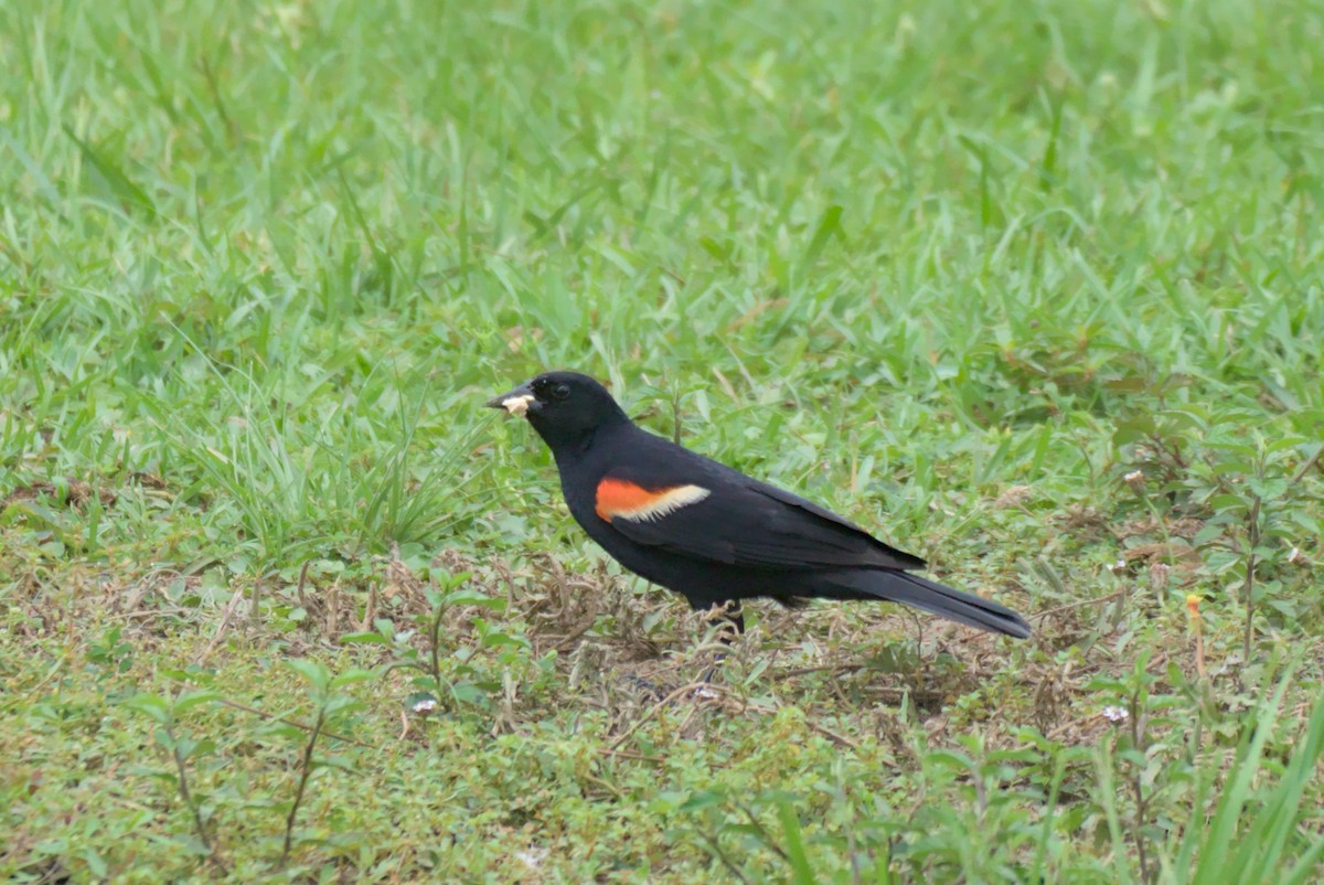 Red-winged Blackbird - Monica Smithart