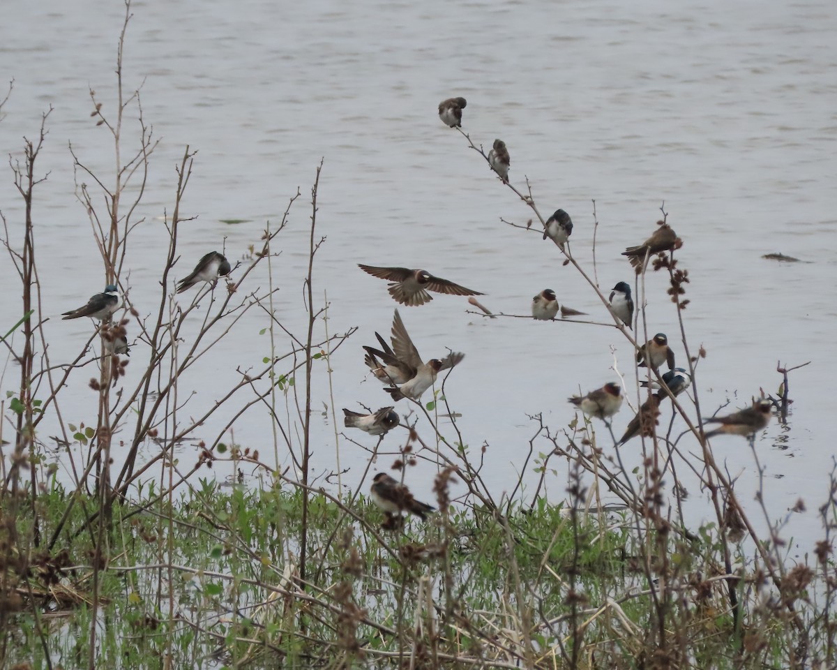 Cliff Swallow - ML619749674