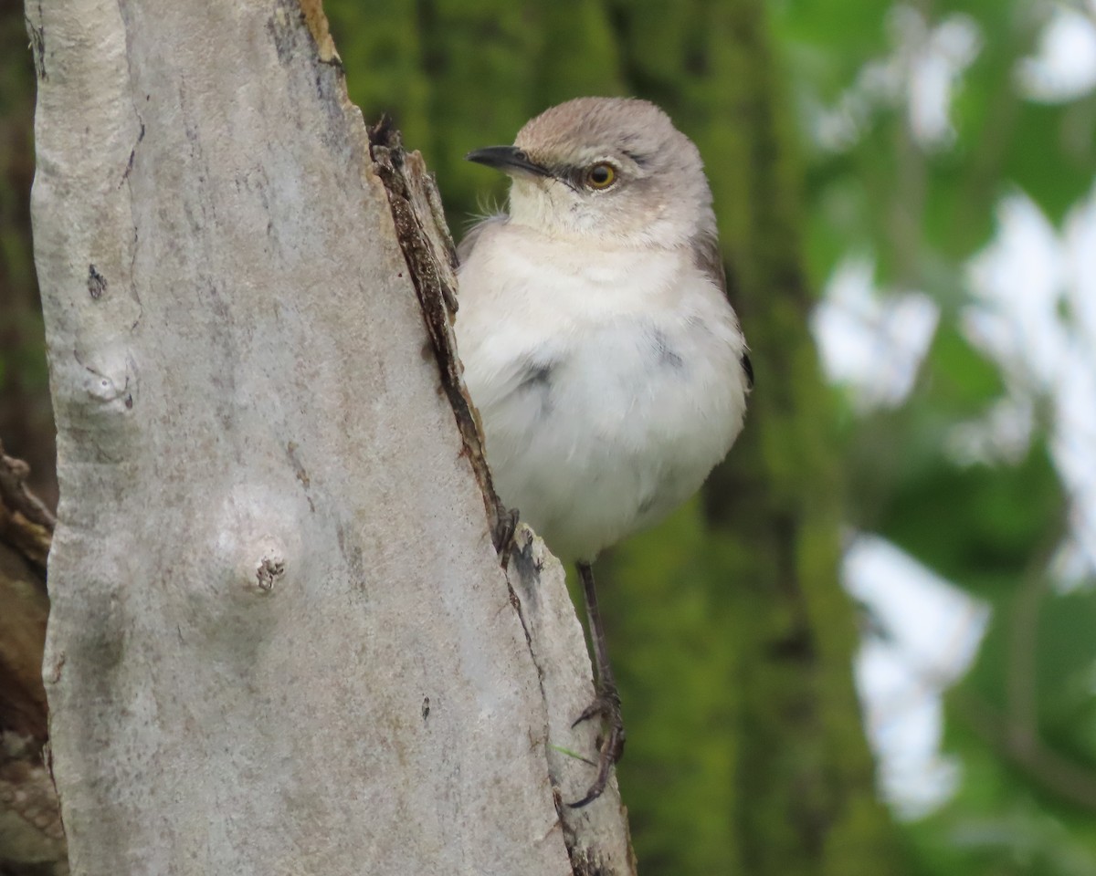 Northern Mockingbird - ML619749691