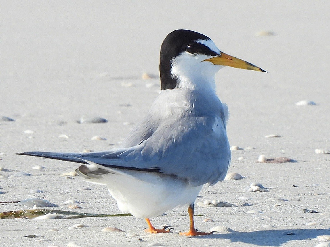 Least Tern - ML619749704