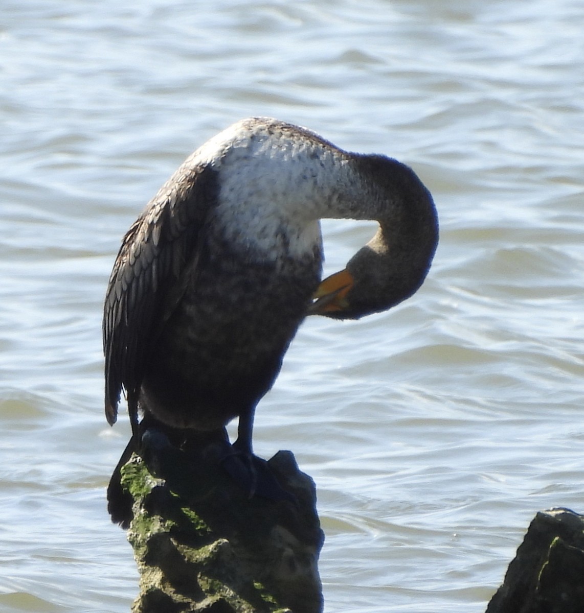 Double-crested Cormorant - ML619749707