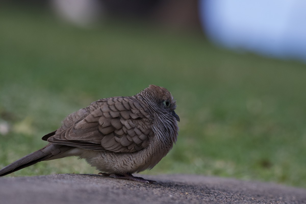 Zebra Dove - ML619749712