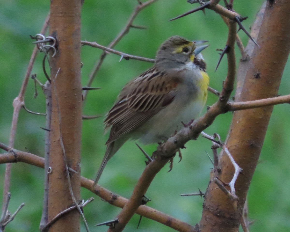 Dickcissel - ML619749722