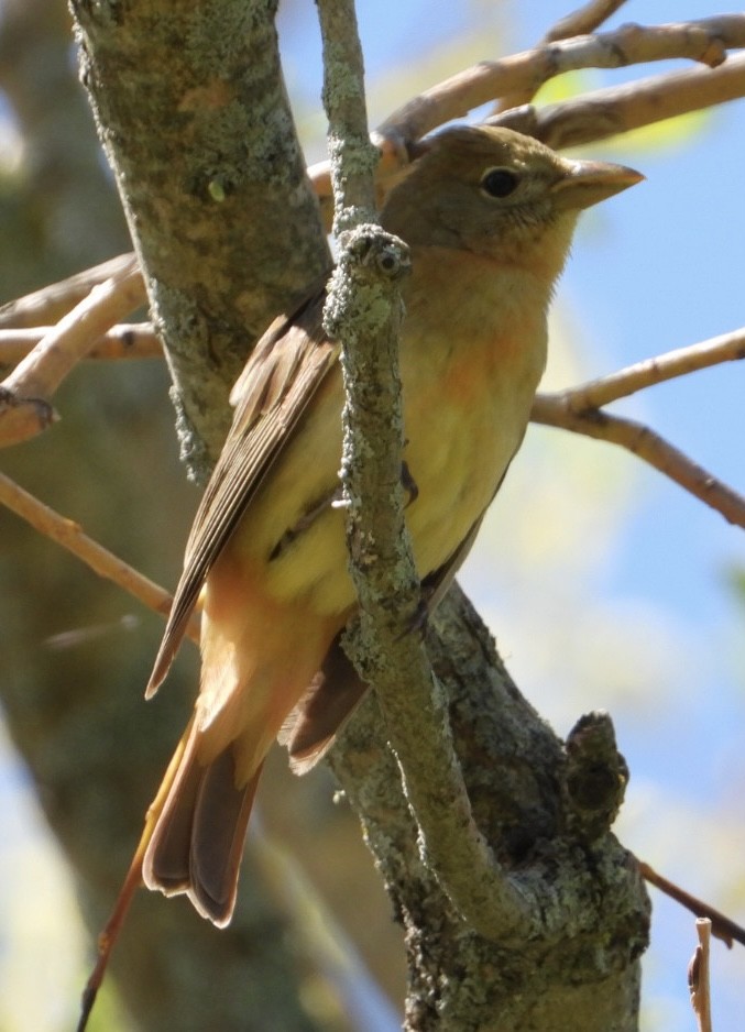 Summer Tanager - Eric Howe