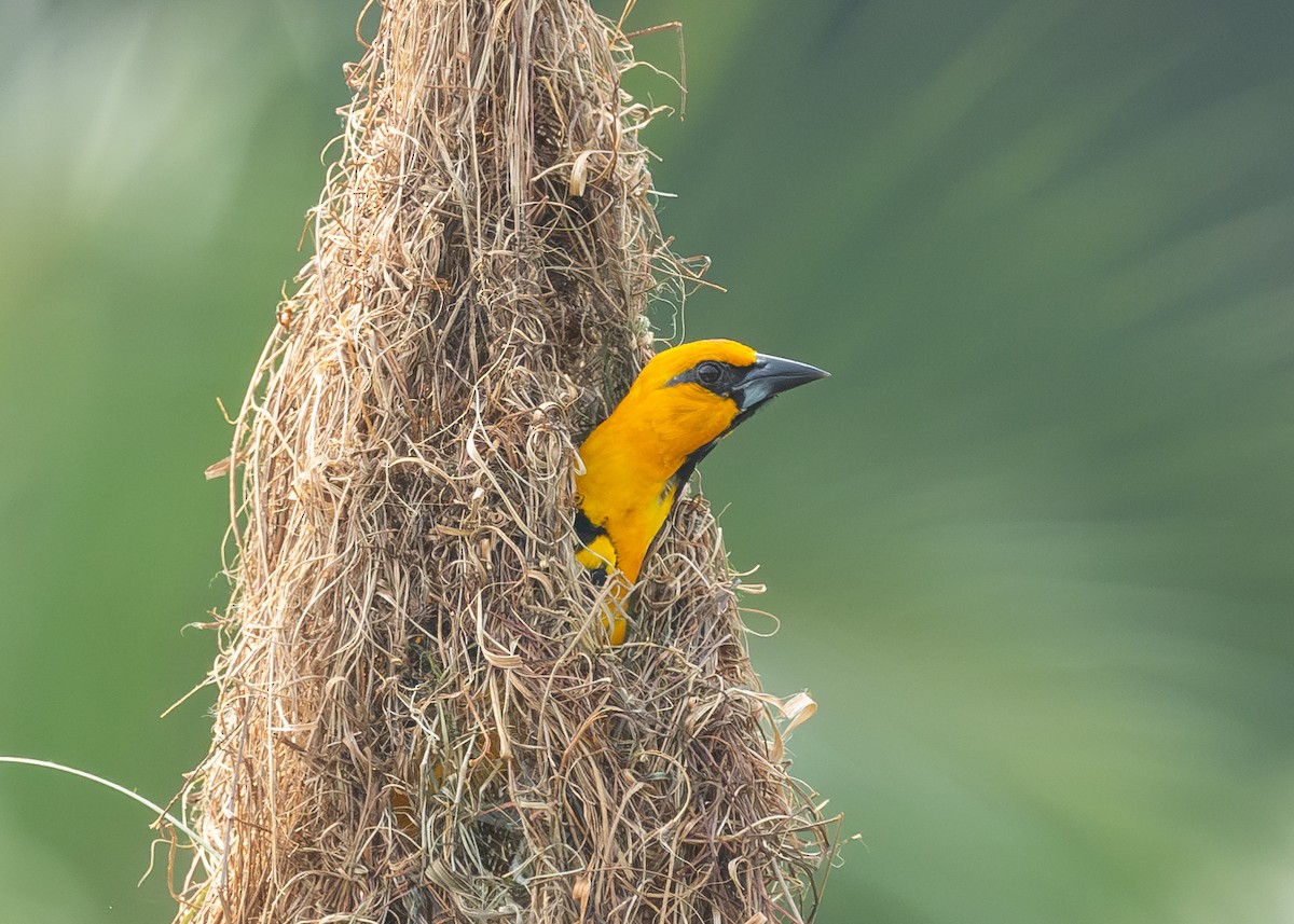 Oriole à gros bec - ML619749743