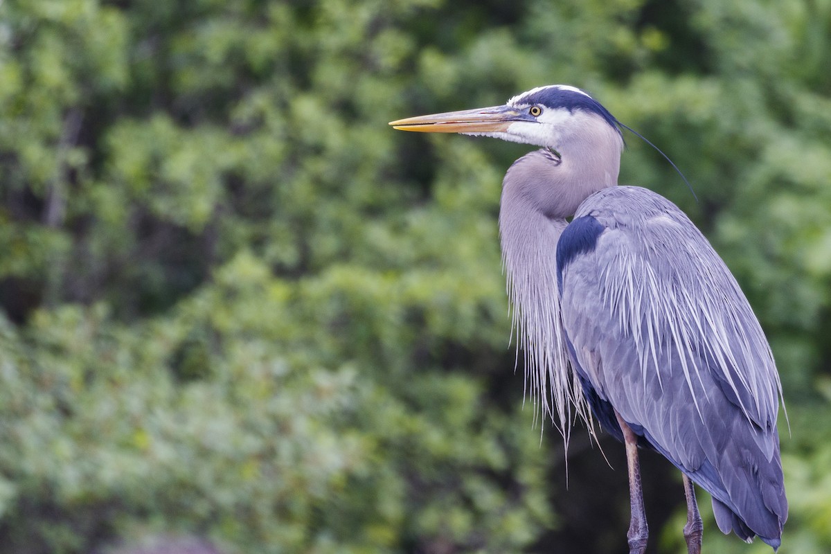 Great Blue Heron - ML619749782