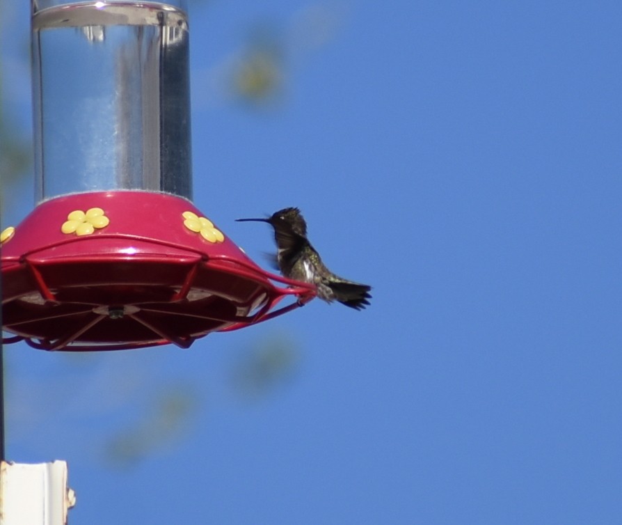 Black-chinned Hummingbird - ML619749785