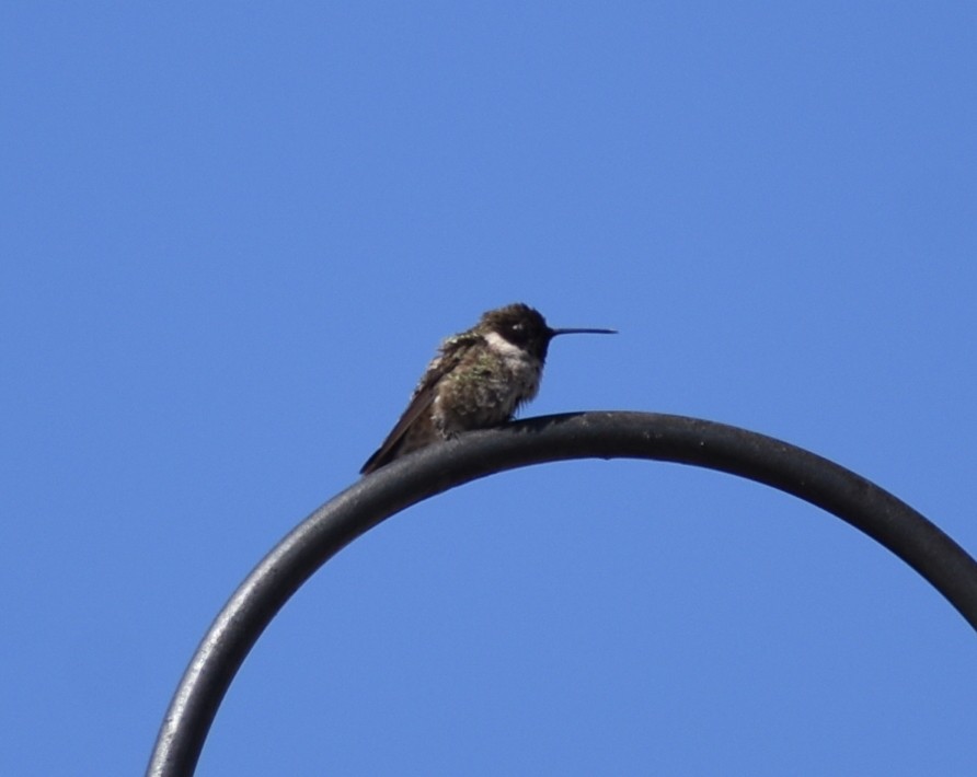 Black-chinned Hummingbird - ML619749789