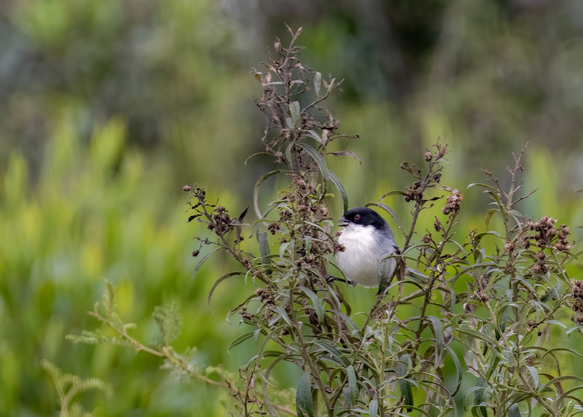 Black-capped Warbling Finch - ML619749793
