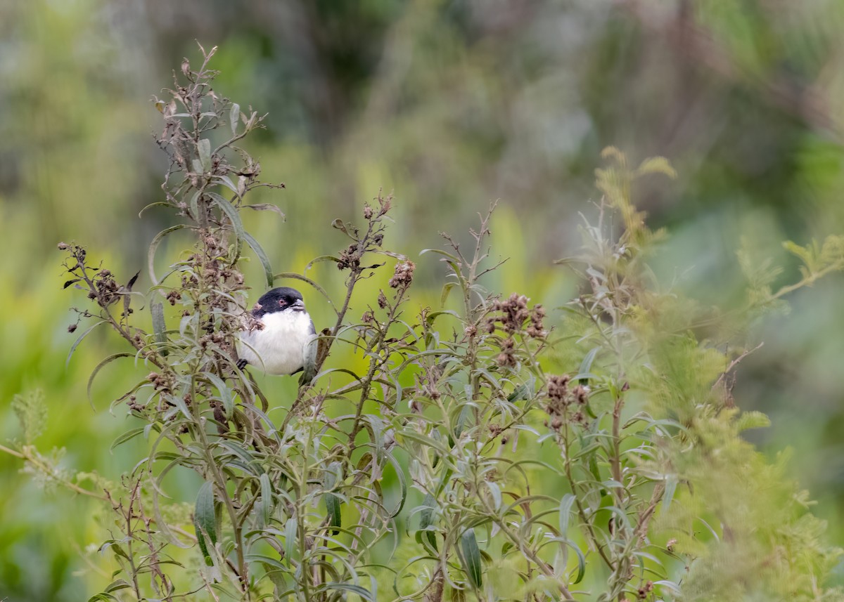 Black-capped Warbling Finch - ML619749794