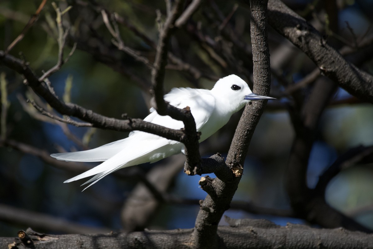 Charrán Blanco - ML619749808