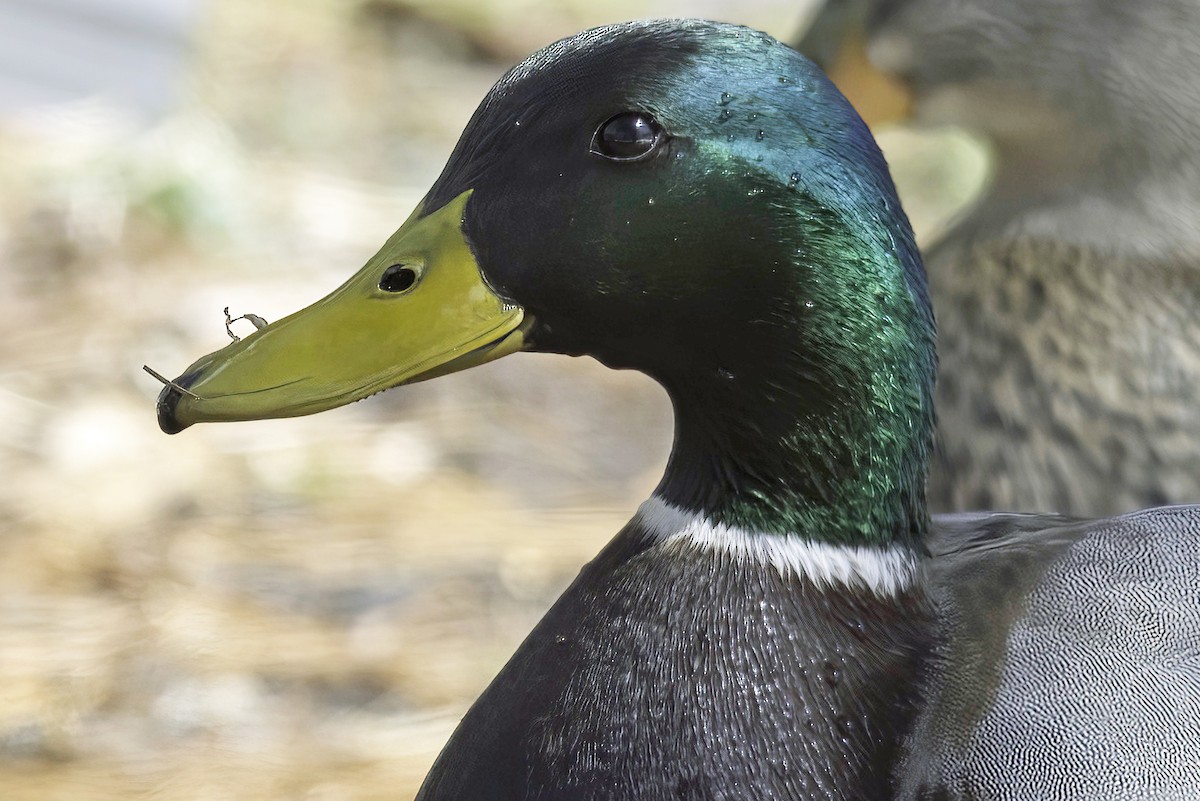 Mallard - ML619749838