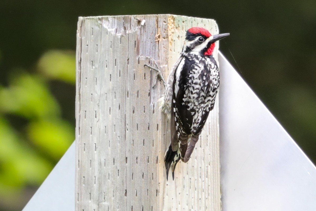 Yellow-bellied Sapsucker - ML619749843