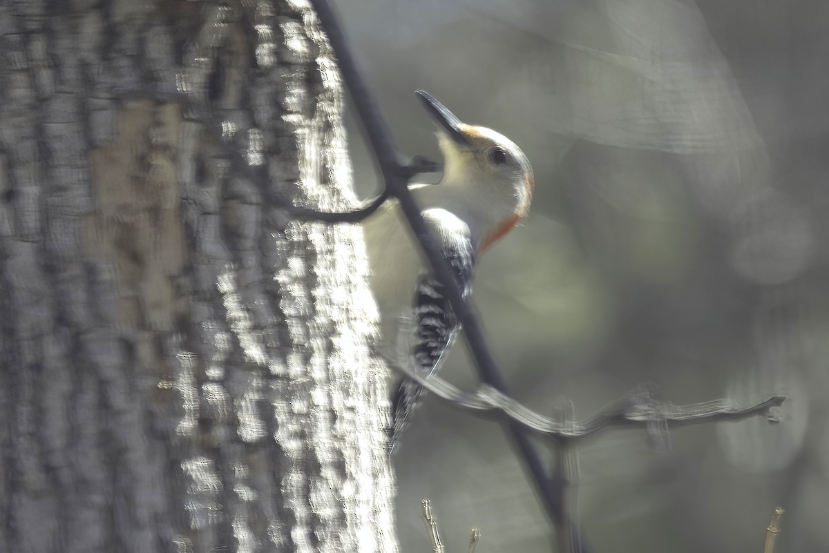 Red-bellied Woodpecker - ML619749862