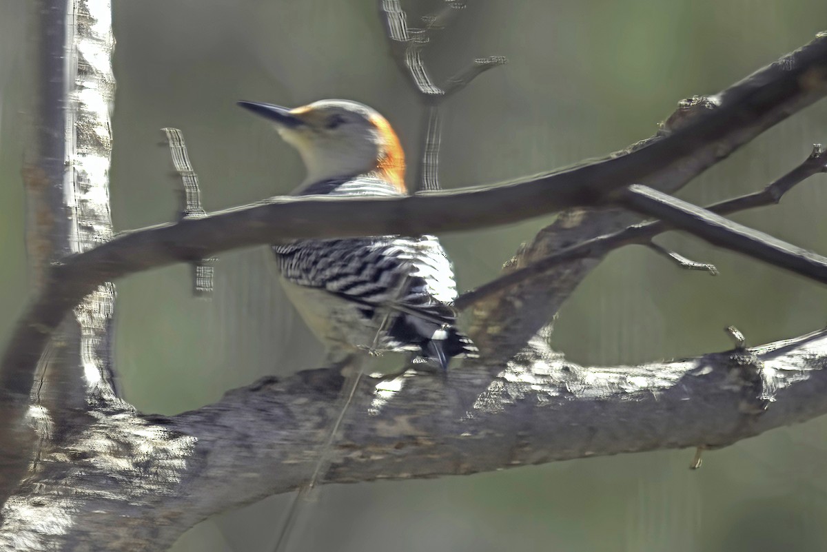 Red-bellied Woodpecker - ML619749865