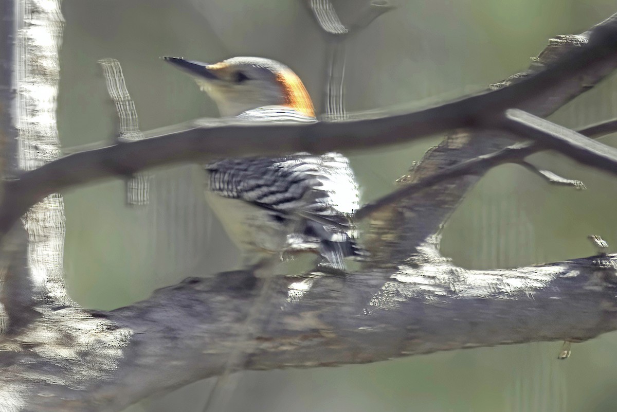 Red-bellied Woodpecker - ML619749866