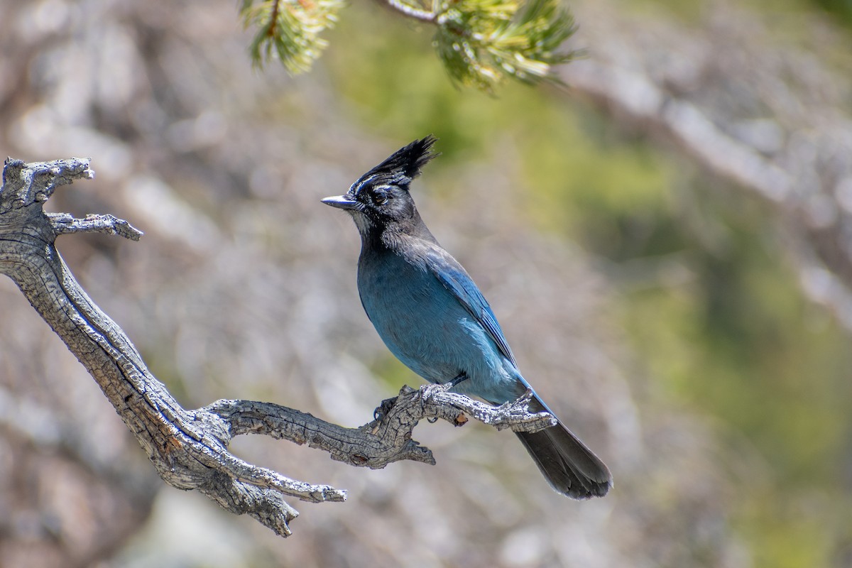 Steller's Jay (Southwest Interior) - ML619749930