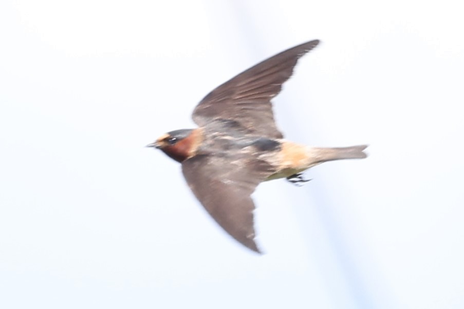 Cliff Swallow - ML619749959