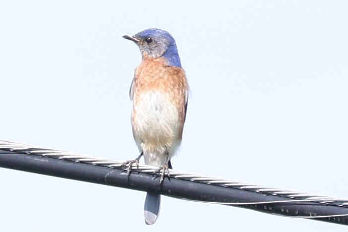 Eastern Bluebird - ML619749968