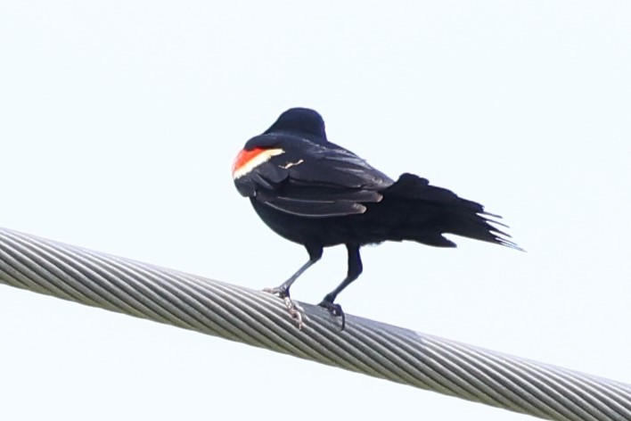 Red-winged Blackbird - ML619749971