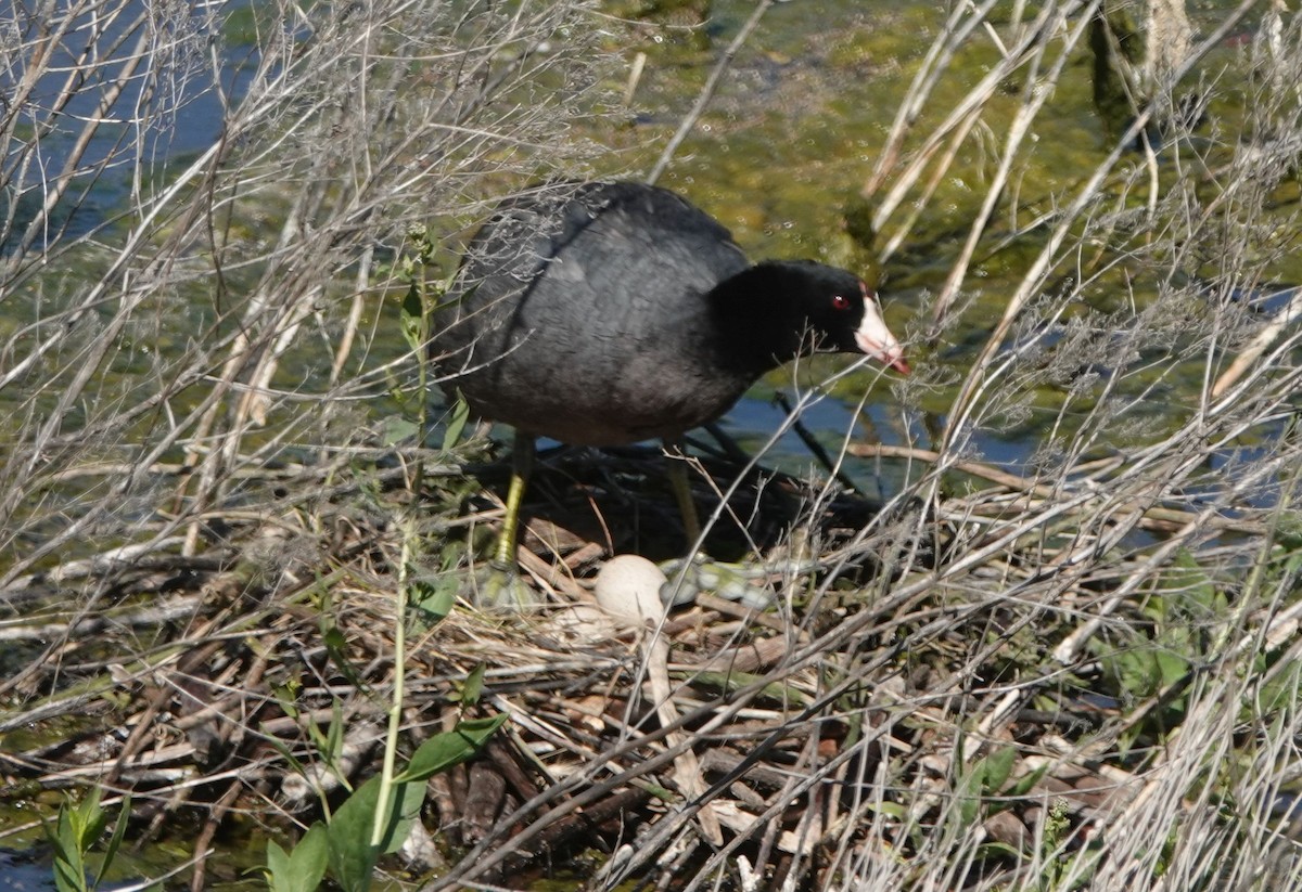 American Coot - ML619749973