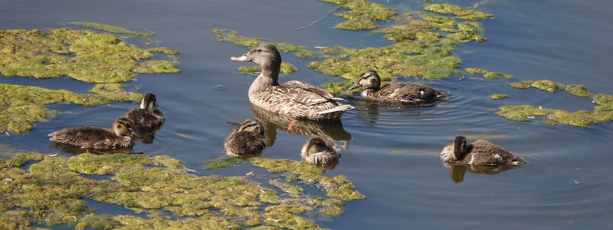 Mallard - ML619749992