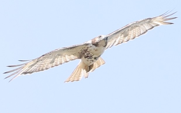 Red-tailed Hawk - ML619749993