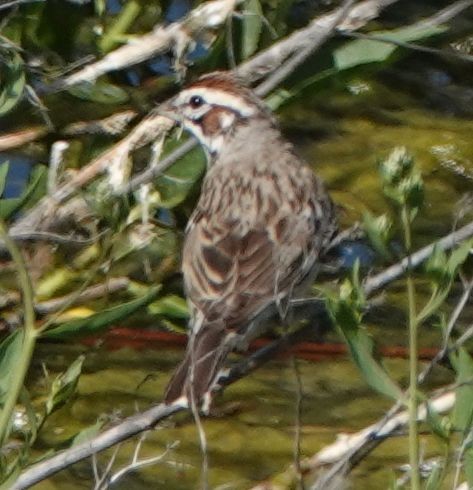 Lark Sparrow - ML619750032