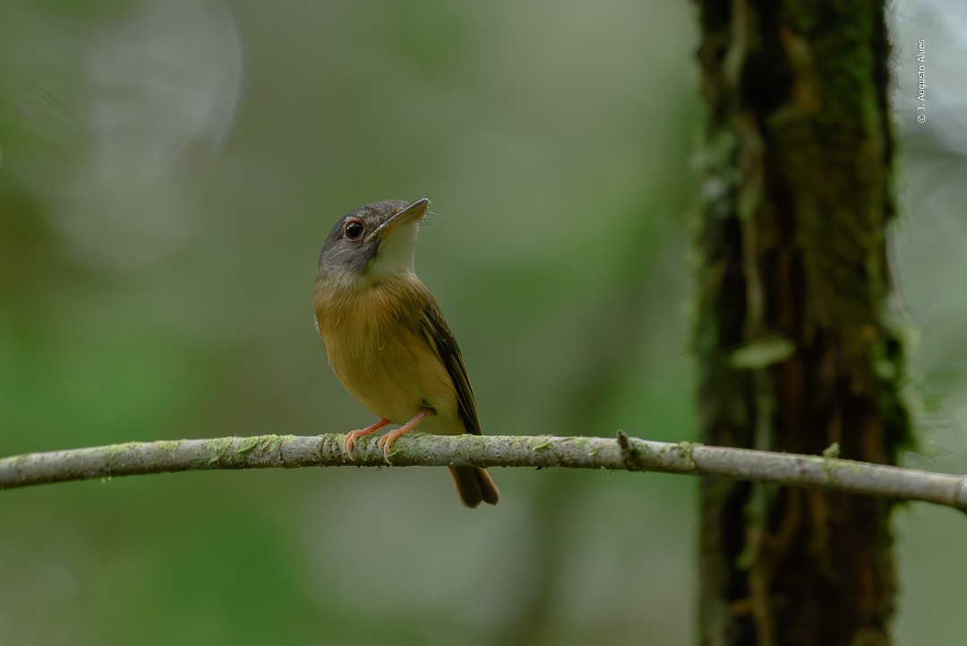 White-crested Spadebill - ML619750036