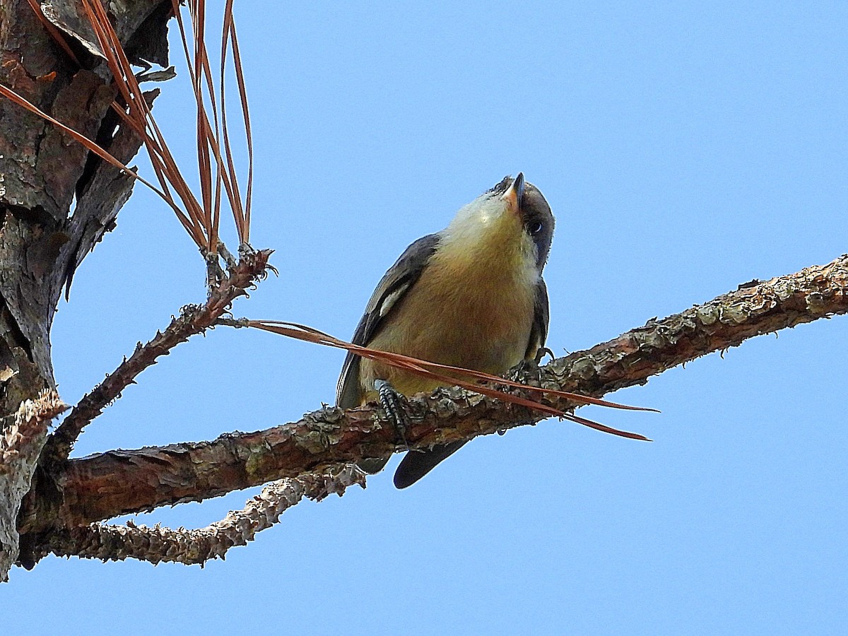 Brown-headed Nuthatch - ML619750040