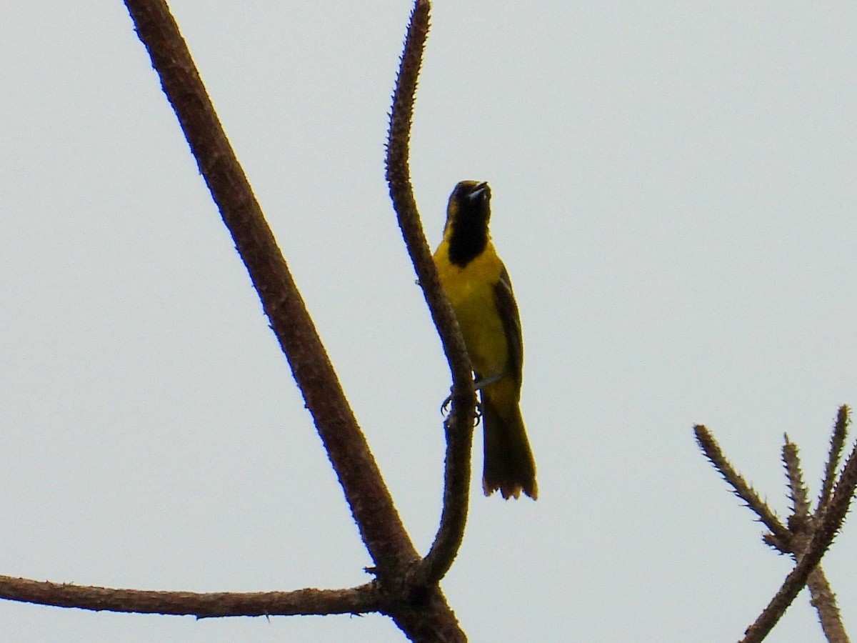 Orchard Oriole - ML619750052
