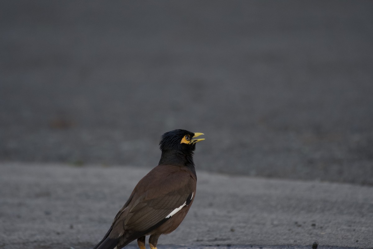 Common Myna - ML619750082