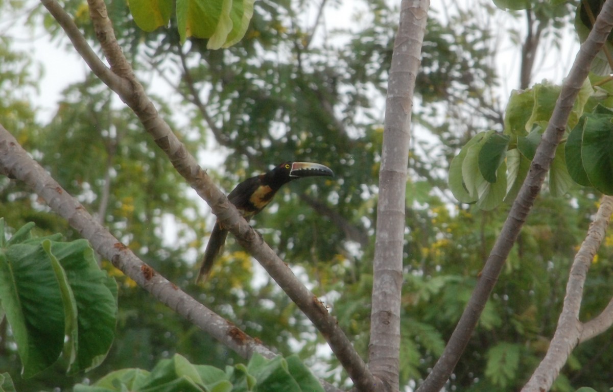 Collared Aracari - ML619750096