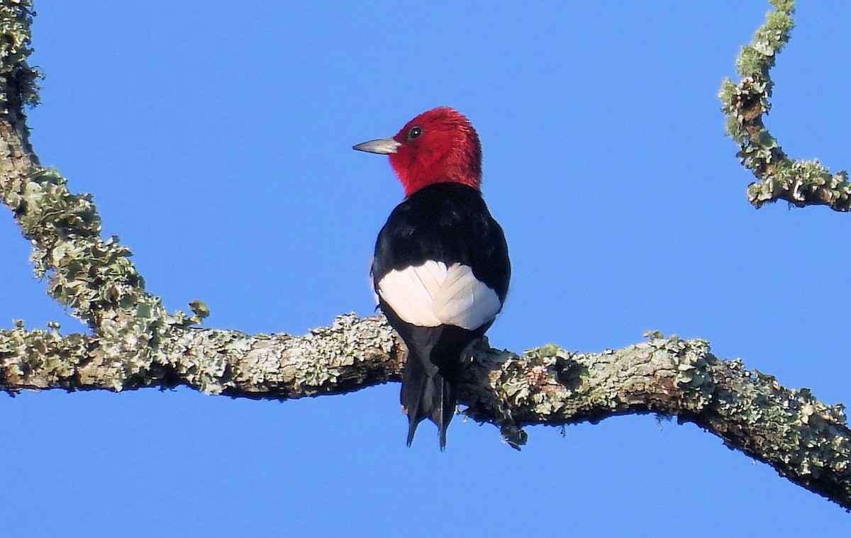 Red-headed Woodpecker - ML619750104