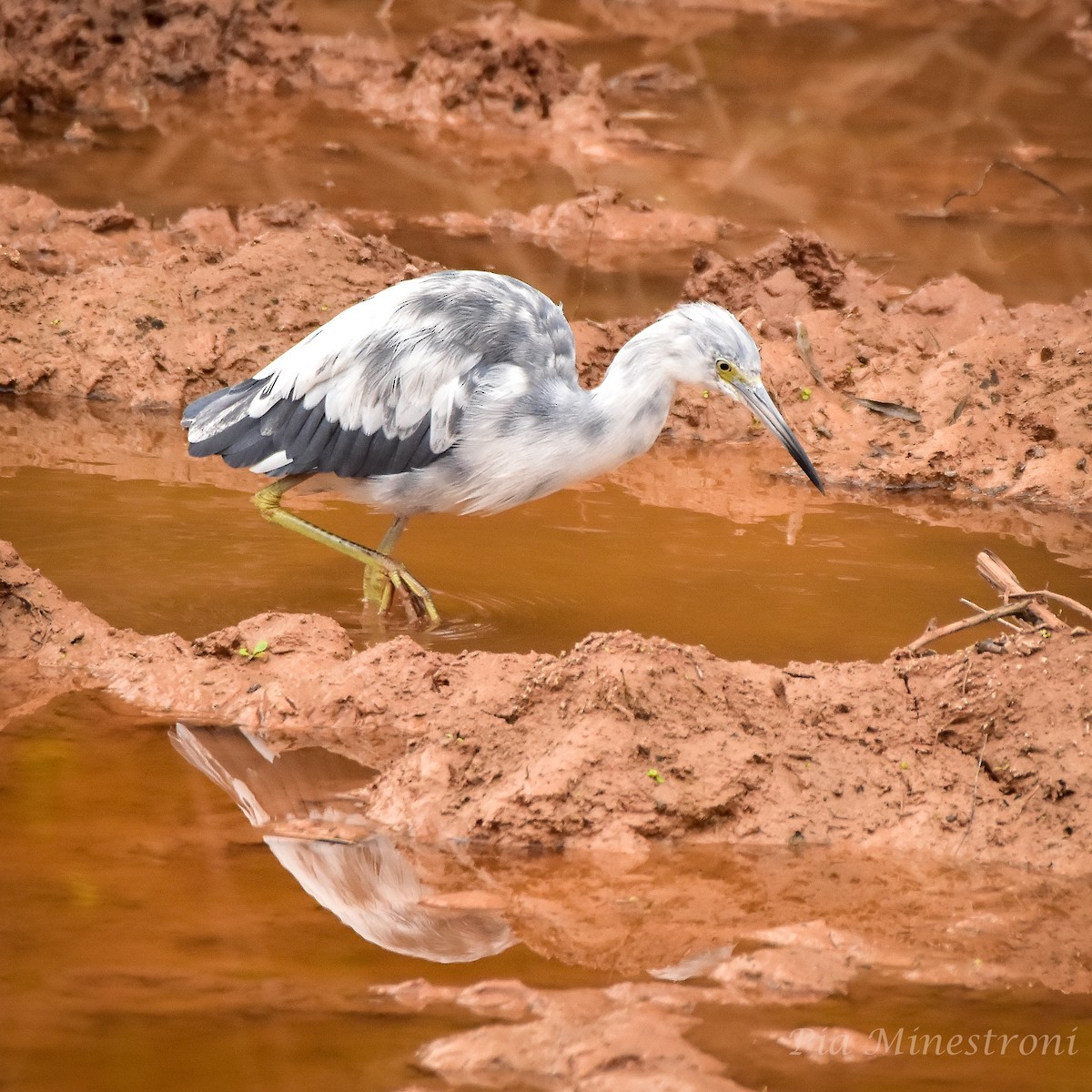 Little Blue Heron - ML619750118