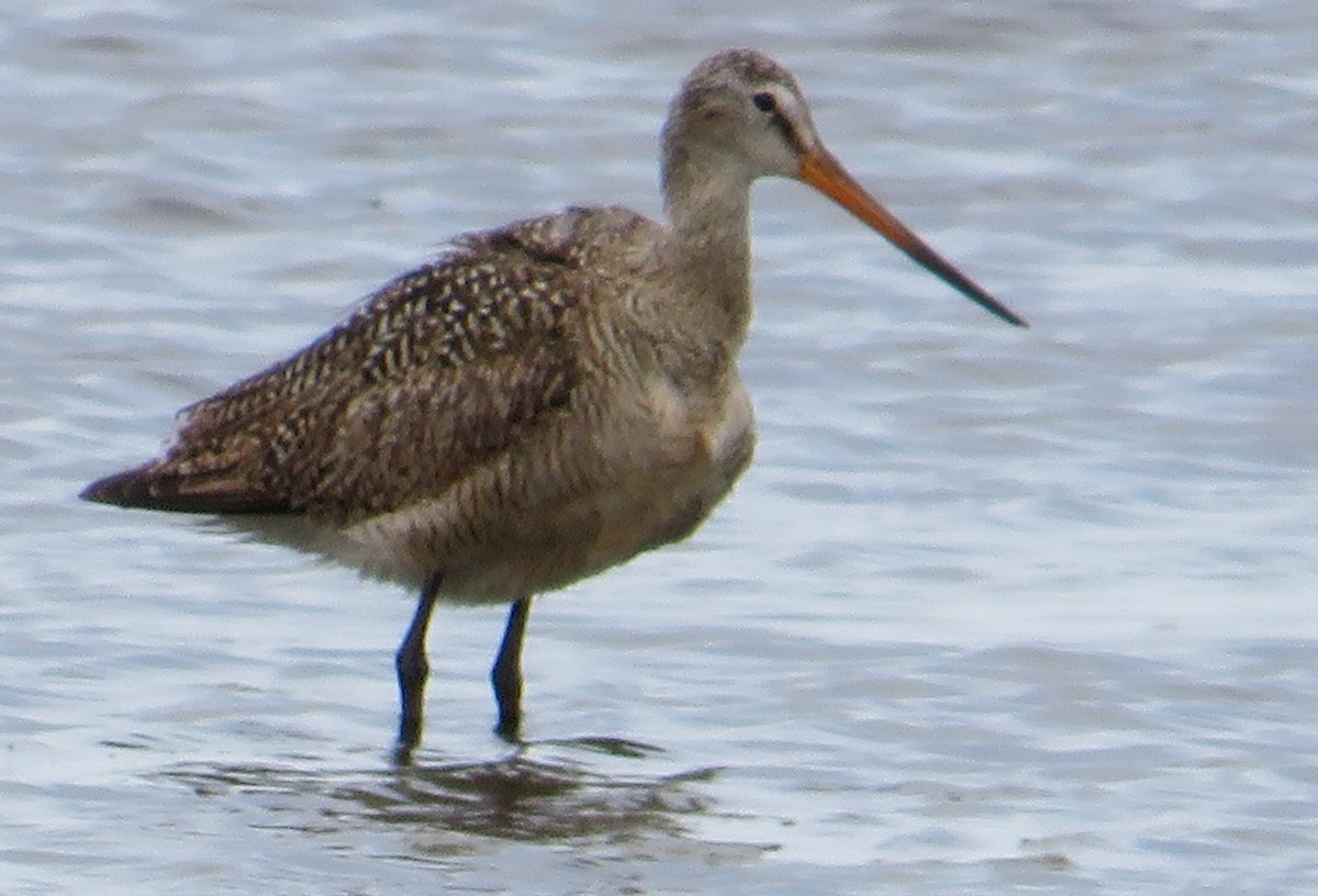 Marbled Godwit - Cliff Long