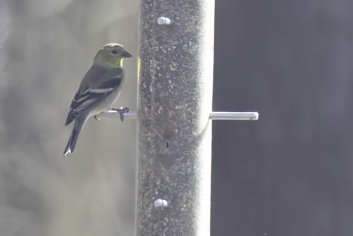 American Goldfinch - ML619750135